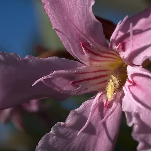 <strong>Flore #1533 - </strong> <small>© Rémy SALAÜN</small>