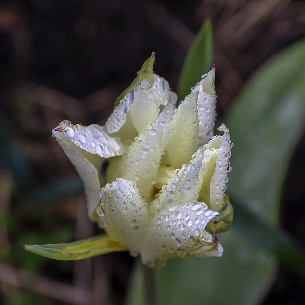 <strong>Après la Pluie #1193 - </strong> <small>© Rémy SALAÜN</small>