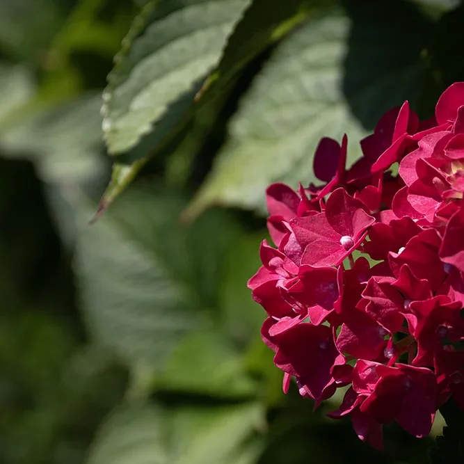 <strong>Flore #2490 - </strong> <small>© Rémy SALAÜN</small>